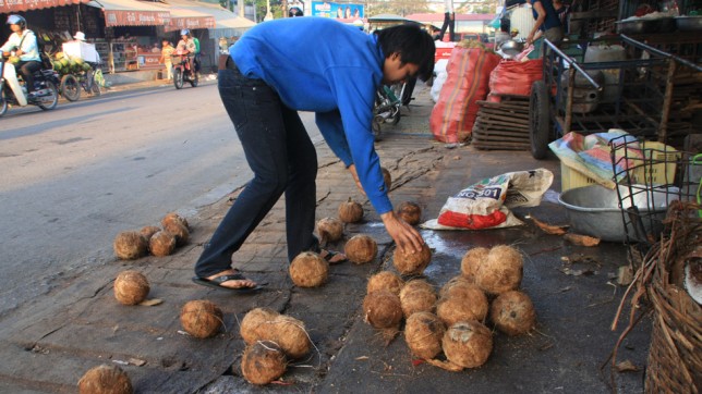 SGFE Man gathering coconuts