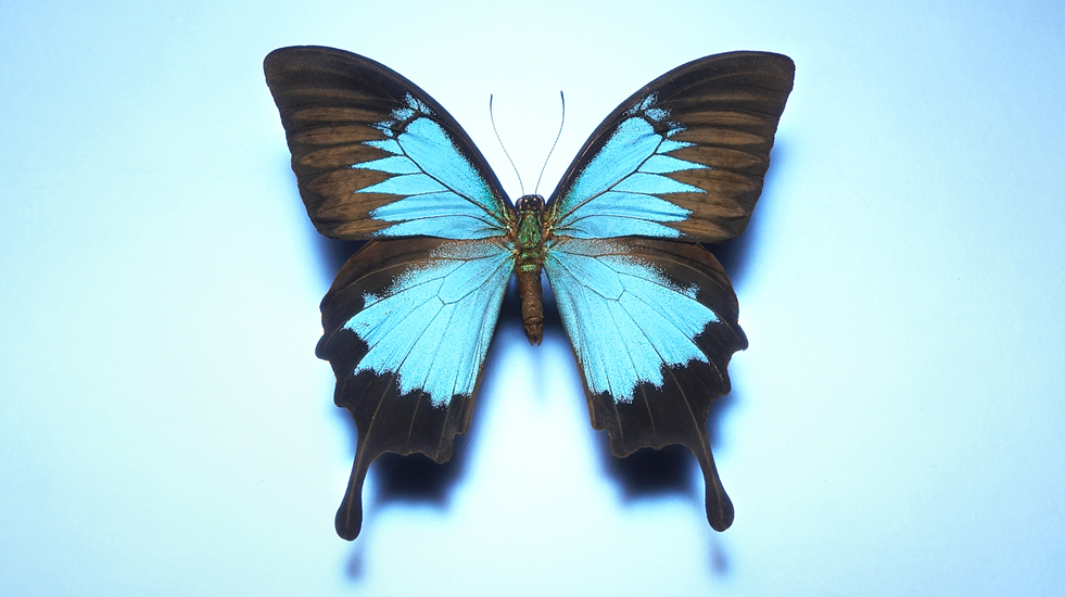 Exotic butterfly on blue background